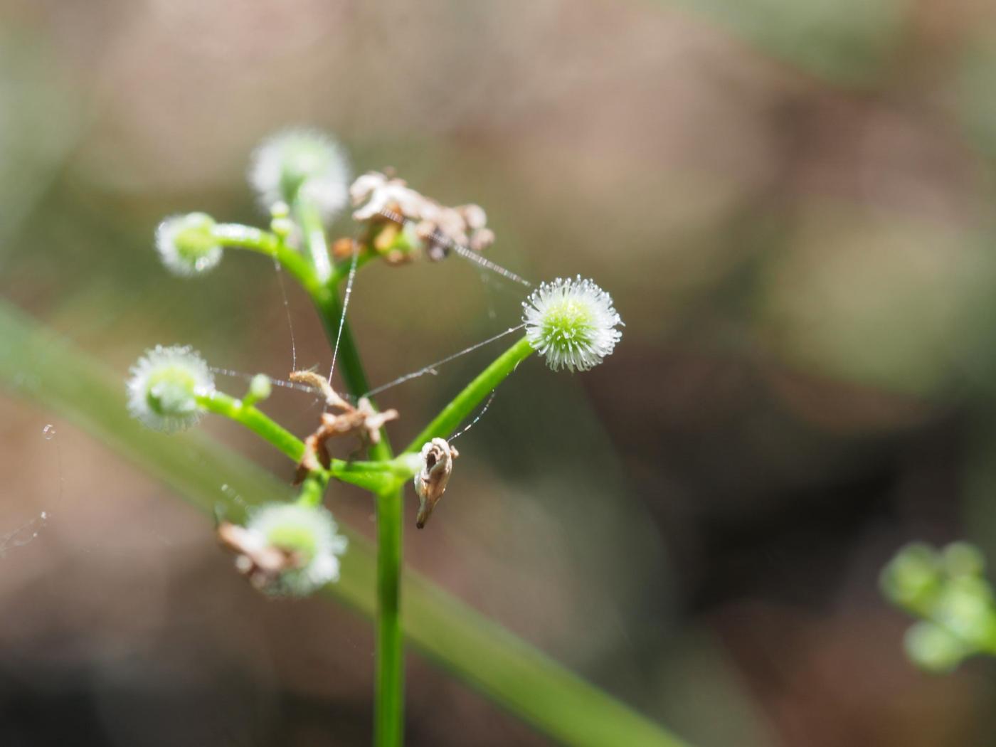 Woodruff, Sweet fruit